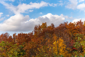 Autumn foliage scenery view, beautiful landscapes. Colorful forest trees in the foreground, and sky in the background