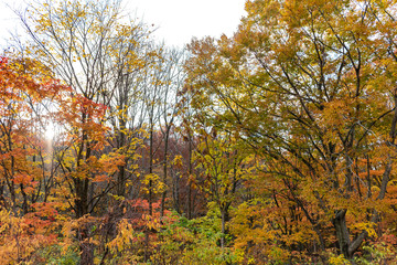 Autumn foliage scenery view, beautiful landscapes. Colorful forest trees in the foreground, and sky in the background