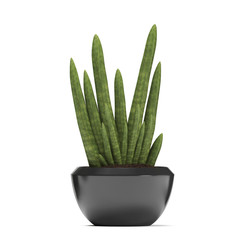 Sansevieria cylindrica on a white background