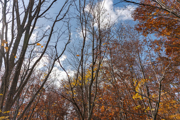 Autumn foliage scenery view, beautiful landscapes. Colorful forest trees in the foreground, and sky in the background