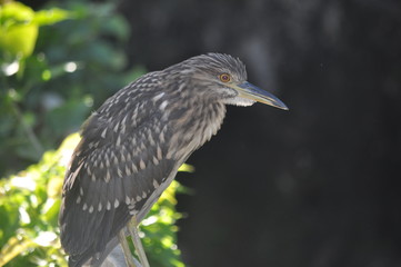 A bird in strict vigil