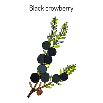 Black crowberry Empetrum nigrum , medicinal plant