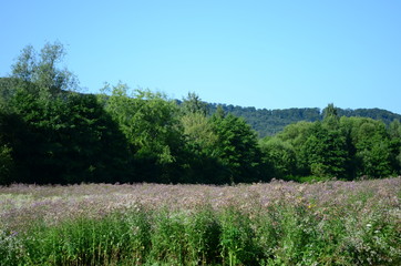 Obraz premium summer field with wild flowers on a sunny day