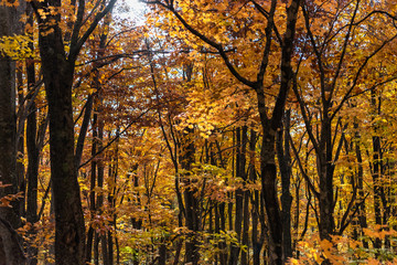 Colorful trees in forest. Autumn foliage scenery view, full of magnificent colours in red, orange, and golden colors foliage