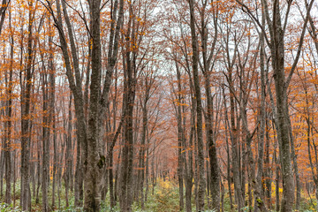 Colorful trees in forest. Autumn foliage scenery view, full of magnificent colours in red, orange, and golden colors foliage