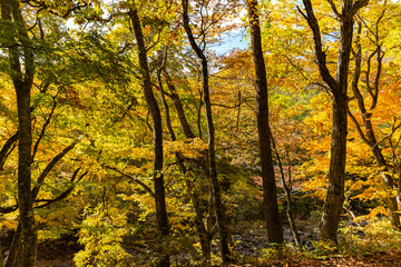 Fototapeta na wymiar Colorful trees in forest. Autumn foliage scenery view, full of magnificent colours in red, orange, and golden colors foliage