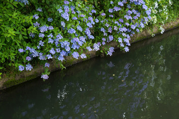 Obraz na płótnie Canvas 用水路の脇に咲くアジサイの花