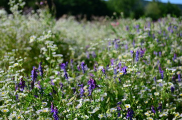 Obraz na płótnie Canvas summer field with wild flowers on a sunny day