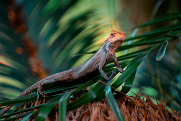 A lizard in the forest closeup shot