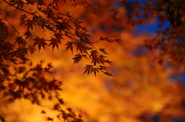 背景の黄葉の前にある紅葉です。