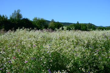 summer field with wild flowers on a sunny day