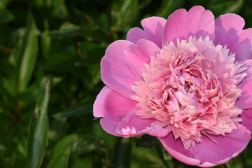 Obraz premium Pink peony close-up.