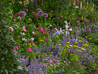 A colourful flower border with Allium, Salvia, Achillea and Iris's © Garden Guru