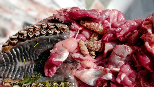 larvae of the cephenemyiinae in a roebuck in summer