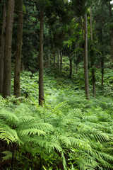 林の下のシダの群落