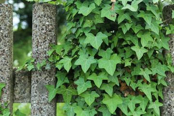 Green ivy leaves covering a concrete wall.