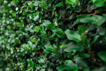 Fototapeta na wymiar Floristic background. Green leaves on wall.