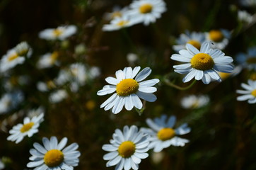 summer field with wild flowers on a sunny day