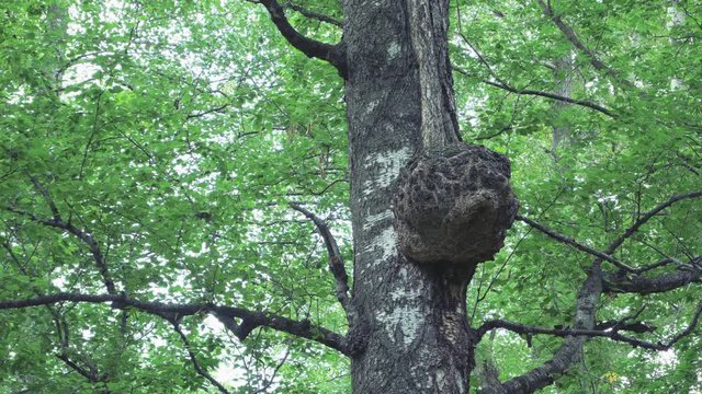 Plant disease. Gaint Birch trunk cancer