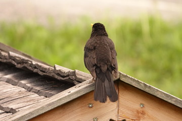 a black bird perch on a wood roof