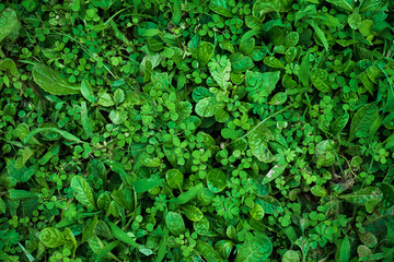 Green grass background 