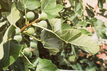 Fototapeta premium fig tree image close up with figs in summer day