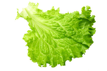 one salad leaf isolated on a white background