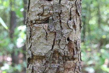 Summer tree trunk texture background.