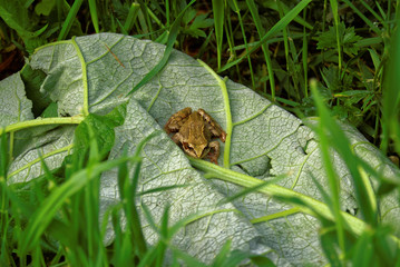 little frog sitting on a large leaf , Russia.