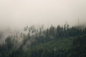 rainy day with fog in the forest on the mountains