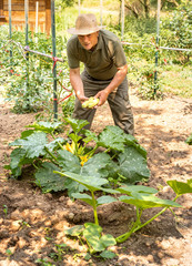 Elderly man is collecting white organic marrow zucchini.