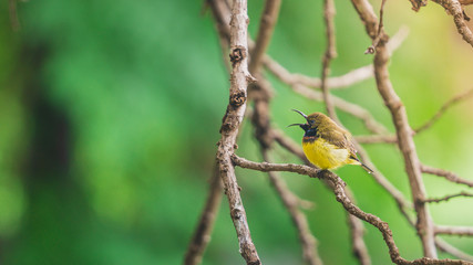 Olive-backed Sunbird (Cinnyris jugularis) perching on a branch in the garden with yellow sunlight. Copy space nature wallpaper.