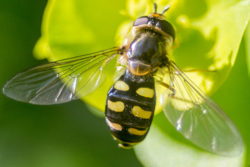 In the garden, on a flower