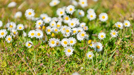 Kleine Gänseblümchen auf einer grünen Sommerwiese