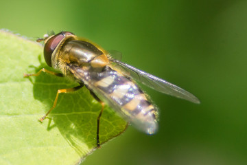 In the garden, on a flower