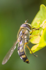 In the garden, on a flower