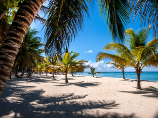 A peaceful Caribbean beach with sand and palm trees an idyllic place to escape and relax.