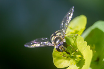 Fototapeta na wymiar In the garden, on a flower