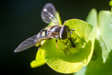 In the garden, on a flower