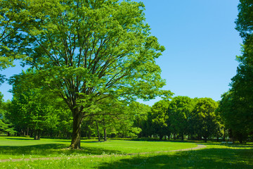 Park tree