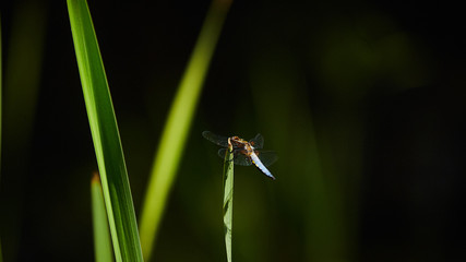 insect on the reeds near the water, beautiful background and greens