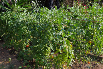 Fototapeta na wymiar Tomato plants grown near the sea at Prsoudi in Corfu
