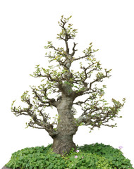 Obraz premium Bonsai pine tree. Isolated on white background