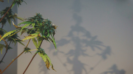 Cannabis plant blooms, growing indoor. Fresh harvest of medical marijuana buds.