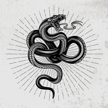 Snake poster. Hand drawn vector illustration in engraving technique with star rays on grunge background.  