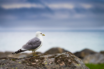 Seagull on sea fjord shore