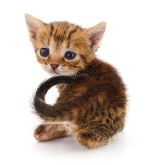 Kitten on white background.