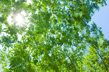 Green leaves