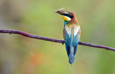 European bee eater (Merops apiaster)