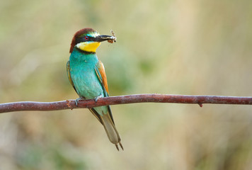 European bee eater (Merops apiaster)